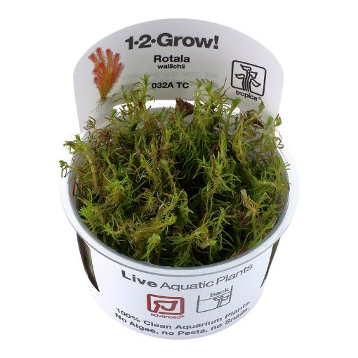 Picture of LIVE AQ. PLANT ROTALA WALLICHII