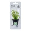 Picture of LIVE AQ. PLANT POT ROTALA ROTUNDIFOLIA