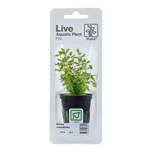 Picture of LIVE AQ. PLANT POT ROTALA ROTUNDIFOLIA