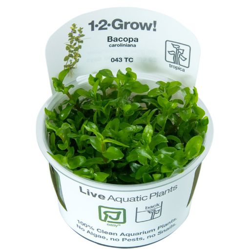 Picture of LIVE AQ. PLANT BACOPA CAROLINIANA