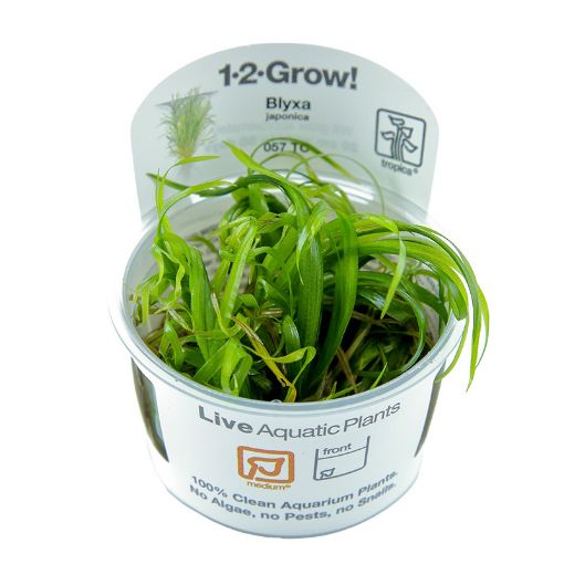 Picture of LIVE AQ. PLANT BLYXA JAPONICA