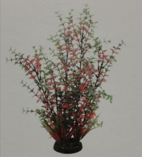 Picture of AQUA DECOR MULTIC PLANT2