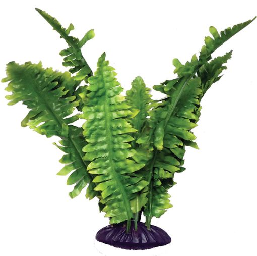 Picture of STANDING PLANT BOSTON FERN 25CM