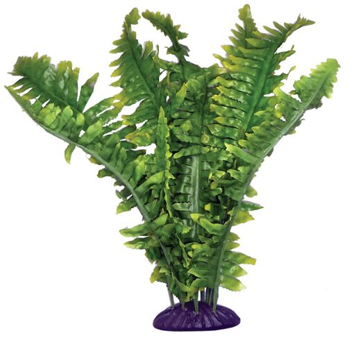 Picture of STANDING PLANT BOSTON FERN 36CM