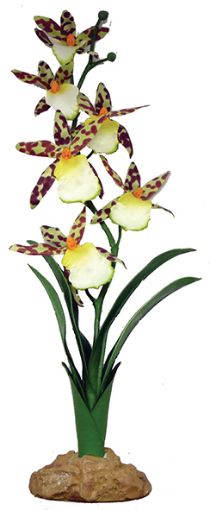 Picture of STANDING PLANT SPIDER ORCHID 40CM