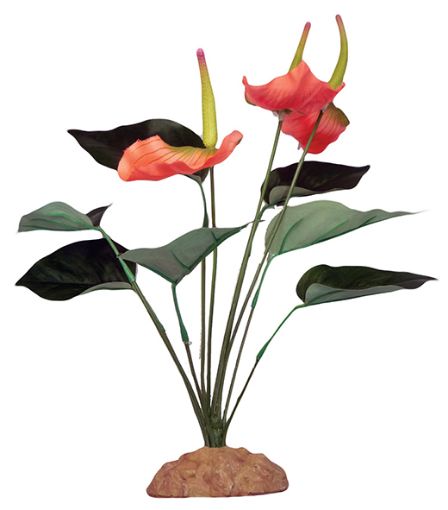 Picture of STANDING PLANT ANTHURIUM BUSH 29CM