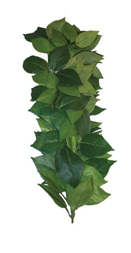 Picture of HANGING PLANT FICUS SILK VINE 35CM