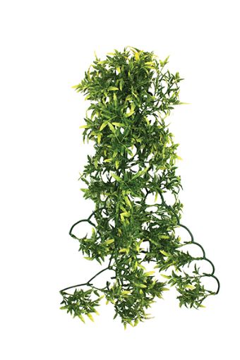 Picture of HANGING PLANT CROTON 60CM