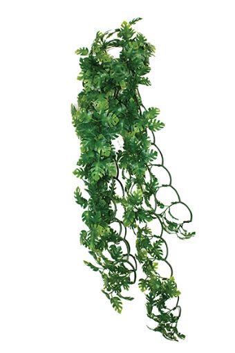 Picture of HANGING PLANT SPLIT PHILODENDRON 60CM
