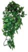 Picture of HANGING PLANT PHILODENDRON 40CM