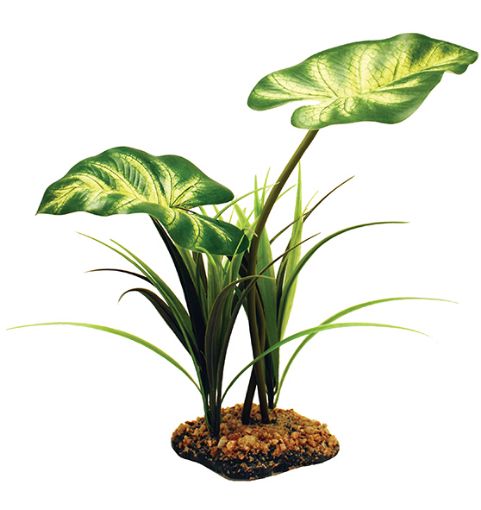 Picture of STANDING PLANT BROADLEAF CANOPY 26CM
