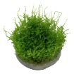 Picture of LIVE AQ. PLANT VESICULARIA MONTAGNEI "CHRISTMAS MOSS"