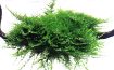 Picture of LIVE AQ. PLANT VESICULARIA MONTAGNEI "CHRISTMAS MOSS"