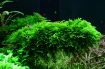 Picture of LIVE AQ. PLANT VESICULARIA MONTAGNEI "CHRISTMAS MOSS"