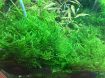 Picture of LIVE AQ. PLANT TAXIPHYLLUM ALTERNANS ''TAIWAN''