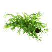 Picture of LIVE AQ. PLANT MICROSORUM PTEROPUS "WINDELOV" ON WOOD