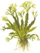 Picture of LIVE AQ. PLANT MICROSORUM PTEROPUS "WINDELOV" ON WOOD