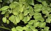 Picture of LIVE AQ. PLANT SALVINIA AURICULATA