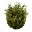 Picture of LIVE AQ. PLANT ROTALA WALLICHII