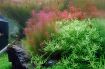 Picture of LIVE AQ. PLANT ROTALA WALLICHII