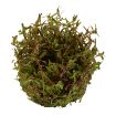 Picture of LIVE AQ. PLANT ROTALA ''HRA''