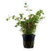 Picture of LIVE AQ. PLANT POT ROTALA ROTUNDIFOLIA