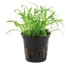 Picture of LIVE AQ. PLANT POT LILAEOPSIS BRASILIENSIS