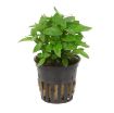 Picture of LIVE AQ. PLANT POT STAUROGYNE REPENS