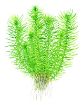 Picture of LIVE AQ. PLANT POGOSTEMON ERECTUS