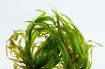 Picture of LIVE AQ. PLANT BLYXA JAPONICA