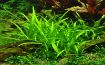 Picture of LIVE AQ. PLANT SAGITTARIA SUBULATA