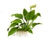 Picture of LIVE AQ. PLANT POT ANUBIAS BARTERI NANA