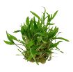 Picture of LIVE AQ. PLANT CRYPTOCORYNE WENDTII "GREEN"