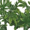Picture of HANGING PLANT PAPAYA LEAF VINE 60CM