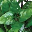 Picture of HANGING PLANT PHILODENDRON 40CM