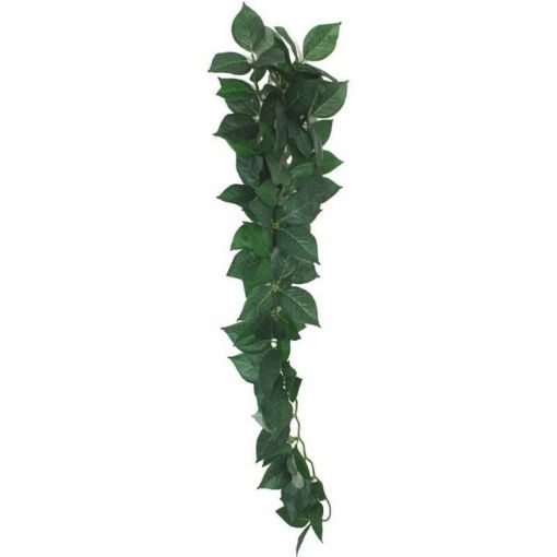 Picture of HANGING PLANT FICUS SILK VINE 60CM