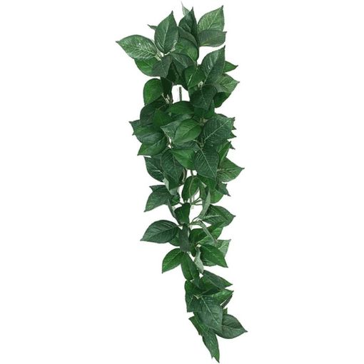 Picture of HANGING PLANT SUMATRA VINE 23CM