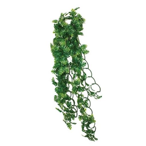 Picture of HANGING PLANT SPLIT PHILODENDRON 30CM