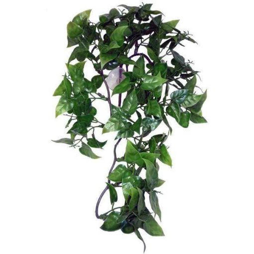 Picture of HANGING PLANT PHILODENDRON 60CM