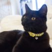 Picture of KITTEN COLLAR 22.5-31CM/YELLOW