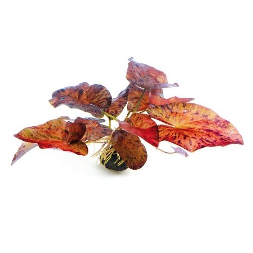 Picture of LIVE AQ. PLANT NYMPHAEA LOTUS 'RED' BULB