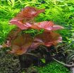 Picture of LIVE AQ. PLANT NYMPHAEA LOTUS 'RED' BULB