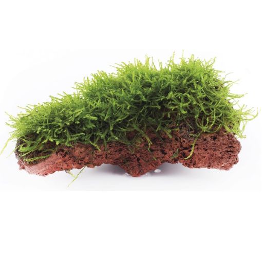 Picture of LIVE AQ. PLANT TAXIPHYLLUM BARBIERI ON LAVA STONE
