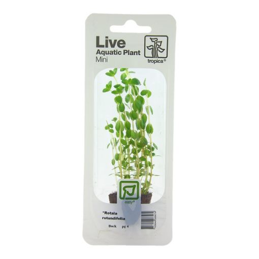 Picture of LIVE AQ. PLANT ROTALA ROTUNDIFOLIA MINI