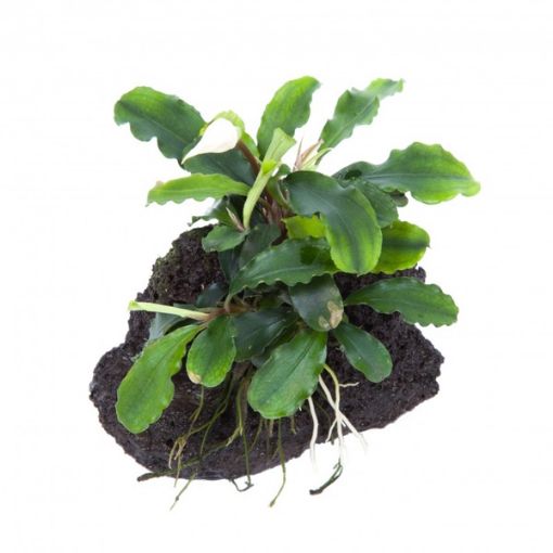 Picture of LIVE AQ. PLANT BUCEPHALANDRA PYGMAEA ''WAVY GREEN'' ON LAVA STONE