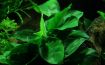 Picture of LIVE AQ. PLANT ANUBIAS BARTERI NANA ON WOOD