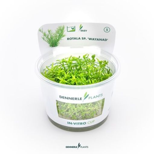 Picture of LIVE AQ. PLANT ROTALA SP. 'WAYANAD' IN-VITRO
